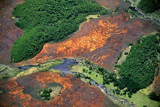 It’s World Peatlands Day: Why Should We Care and What Can We Do About It?