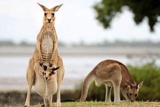 Image of Kangaroo Mother in the field carrying her young in her natural Pouch.