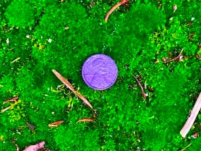 The Purple Penny Project