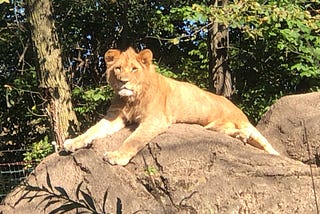 Lioness lying on a large rock with trees in the background
