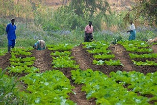 Growing Together: Empowering Rural Development Through Agribusiness