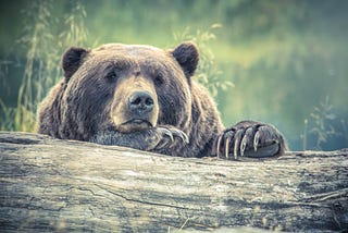 I Am a Bear, And I Am Tired of People Constantly Speculating Where I Poop