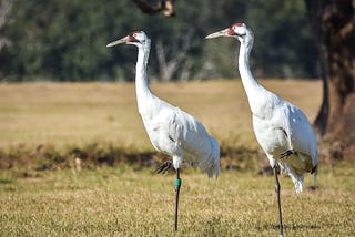 Whooping Crane