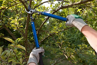 Tree Pruning and Removal Services in Calgary