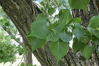 How to Heal Like the Cottonwood