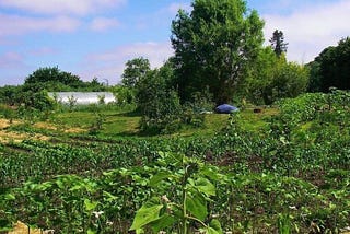 Who invented permaculture?