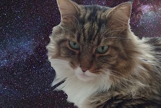 The universe is in my cat’s face