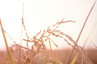 GM crops aren’t ‘unnatural.’ Here’s why