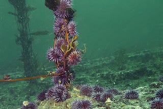 Environmental Catastrophe Off the Northern California Coast