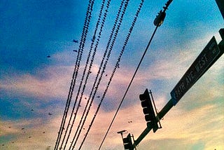 birds on telephone wire