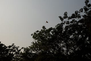 A bird soaring above the trees