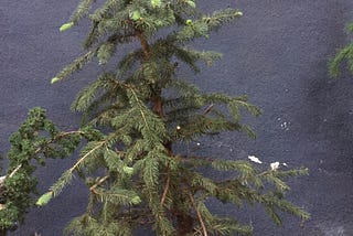 Picea Mariana 2