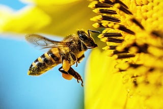 The Gaian Project: Honeybees, Humanity, & the Inevitable Ascendance of AI