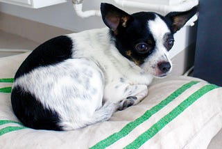 A day in the life of a Berlin startup office dog.