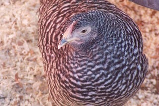 Bird Flu-What You Need to Know
