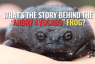 Meet the “Angry Avocado”: The Black Rain Frog That Has Everyone Talking