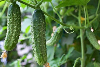 Chinese Cucumbers
