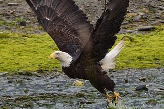 Taking Flight — A Turn for Better