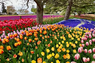 A colorful design of bright tulips next to planted fields of purple and yellow tulips