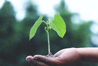 What comes after the seed is planted?