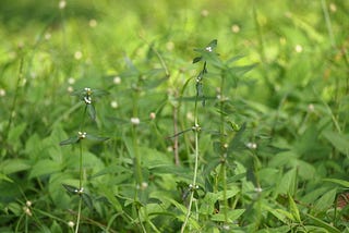 Wild Greens