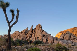 History and Mystery: 7 Things You Didn’t Know About the Joshua Tree
