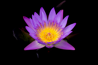 Blue Lotus flower