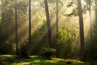 Beams of sunlight penetrate through a dense forest, pine trees and bushes illuminating the air and grass