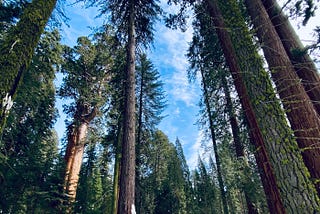 Beautiful green sequoia trees