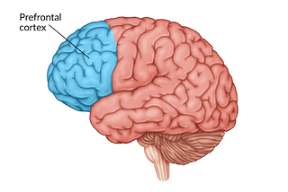 Neuroscience Behind Addiction: Our Brain’s Reward System