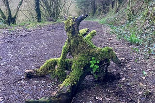 A moss covered tree stump in the middle of a woodland path which looks alive to me