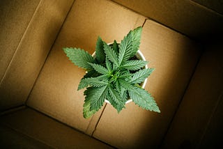 Emerging Legal Cannabis and Hemp Market: Asia 2024