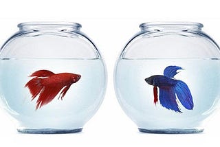 Distinguish species Betta Fish