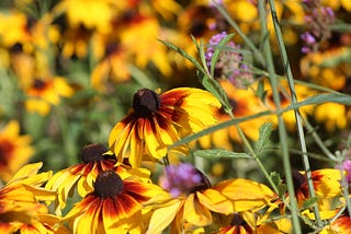 Yearning for Yellows, Year-End and Yabber