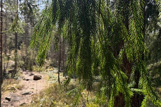 Kuka asuu keväisessä metsässä?