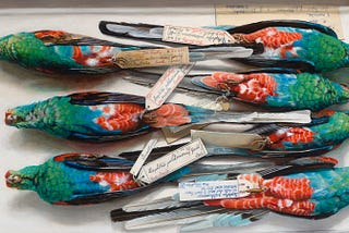 Animal Archives At The End of the World
