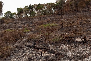 Crime de desmatamento seguido de queimada na região da Bacia do Rio das Pedras, em 2020. Foto: Cléber Moletta/Rádio Cultura Fm Guarapuava.