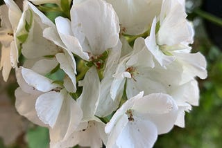 White Flower