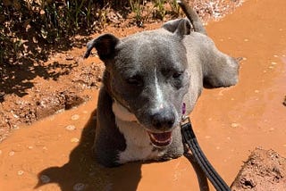 rescue dog sitting in her favourite pond