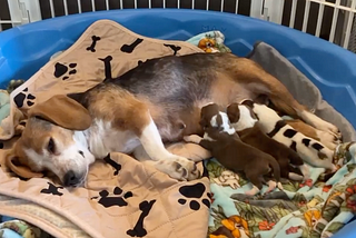 Rescue beagle, who tragically lost her puppies, adopts an orphaned litter