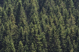 A dense forest of pines