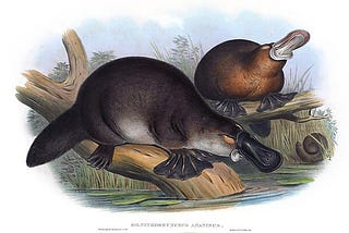 When Poets Playfully Produce a Platypus of a Poem