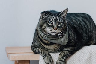 A gray striped cat staring at the reader with what appears to be a judgmental look. The cat is perched on a white blanket and a small table made of light-colored wood.