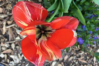 Pulling Landscape Fabric, Starting a Kitchen Garden