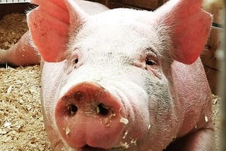 How to Ear Notch a Pig