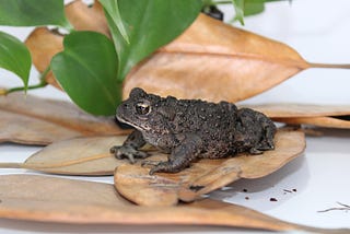 How to care for North American Toads