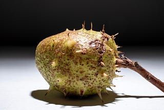 The image shows a green, oval-shaped spiky husk from a horse chestnut (conker) tree. The surface is mottled with brown patches and has small, sharp spines protruding from it. One part of the outer husk is slightly broken, revealing a bit of the smoother, inner layer. The husk is attached to a short, rough brown stem.