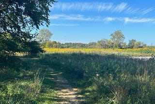 Field outside woods at Sweet Arrow Reserve Metropark