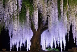 An age old Wisteria tree…to uplift people who are very down today…