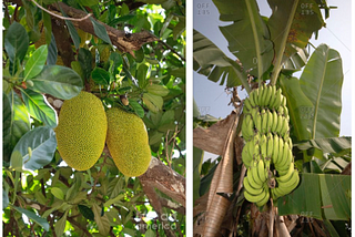 A Jackfruit-Banana Life Lesson